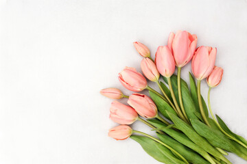 Spring blossoming tulips, springtime pink flowers festive background, pastel and soft floral card, selective focus, toned
