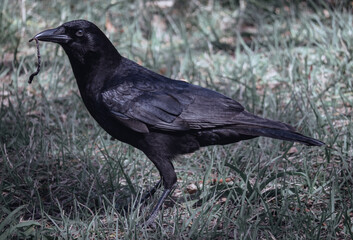 Obraz premium American crow on ground