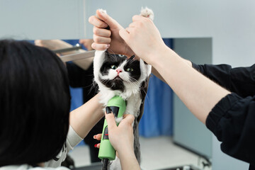 Grooming master cuts and shaves a cat, cares for a cat. The vet uses an electric shaving machine for the cat. The man helps and holds the cat by the paws