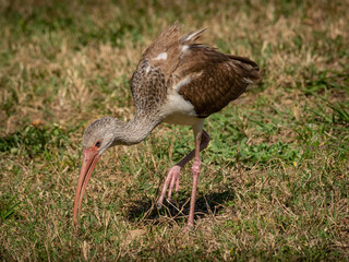 Juvenile White ibis on ground