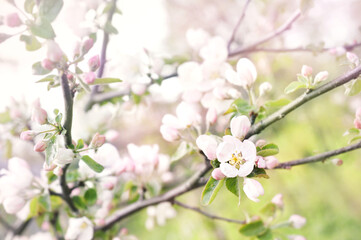 Spring apple blossom, springtime pink flowers bloom, pastel and soft floral card, selective focus, shallow DOF, toned	