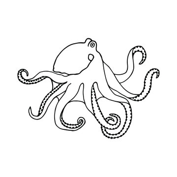 Octopus. Vector stock illustration eps10. Isolate on white background, outline. Hand drawing. 