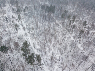 Snowy forest in a blizzard. Aerial drone view. Winter snowy morning.