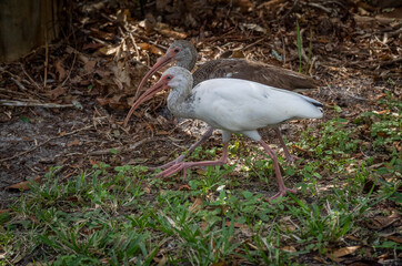 Juvenile White ibis on ground