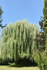 wierzba płacząca, drzewo © drlmk