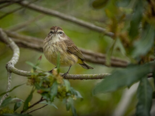 Small Palm warbler on a branch