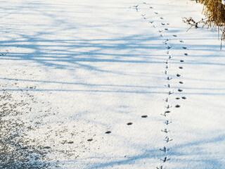 Winter sketch on snow: animals footprints on sunlit white snow, blue shadows of trees