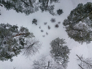Aerial drone top view. Snow-covered conifers. Cloudy snowy winter day.