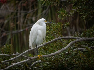 Snowy egret with branches