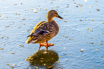  Cute duck female standing on ice of frozen lake, reflections in ice