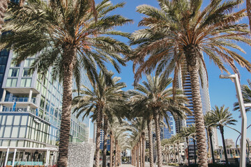 Palmas en Los &Aacute;ngeles