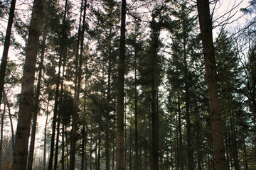 Sihouettes of trees in coniferous forest during winter