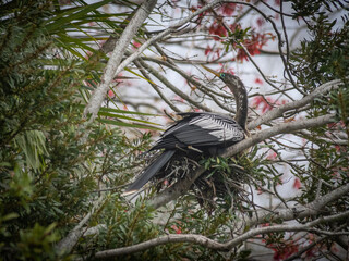 Anhinga bird building a nest