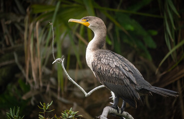 Cormorant on a branch