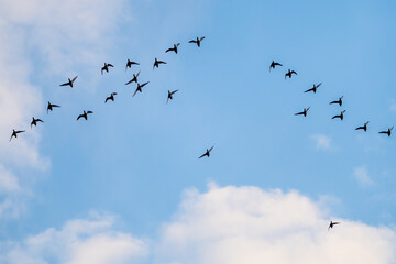 Pochard flock flying under white clouds in blue sky