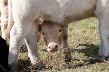 Campagne, boeuf, vache ,veau, nature Estrie