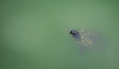 Red-eared slider turtle in water