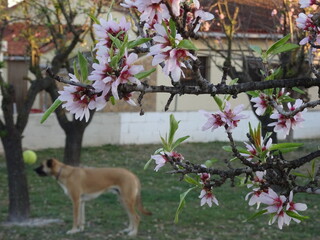Dog Behind Almond Tree Blossom