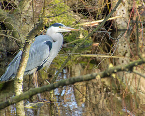 Graureiher auf einen Ast