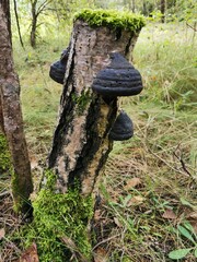 mushroom on a tree