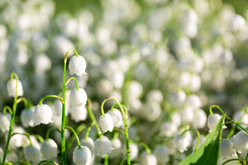 Lilies of the valley with leaves in a meadow close up. White natural bell. Fragrant spring beautiful forest flower. May blooming plant. Spring time. Mother day. Woman international day. Greeting card