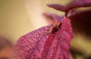 Robak na czerwonym liściu