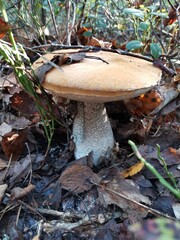 mushroom in the forest