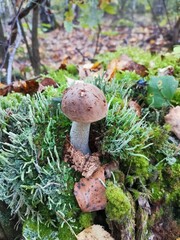 orange cap boletus