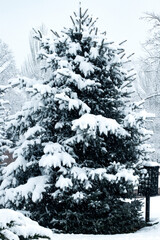 Fir-trees in the park covered by snow during a snowstorm and strongwind