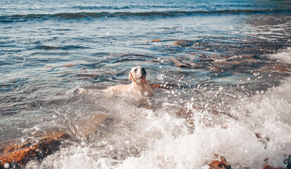 Happy cheerful golden retriever swimming running jumping plays with water on the sea coast in summer