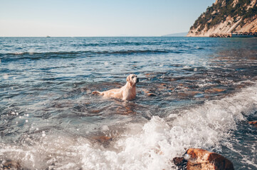 Happy cheerful golden retriever swimming running jumping plays with water on the sea coast in summer