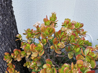 Closeup of a jade plant (Crassula ovata) growing in the garden