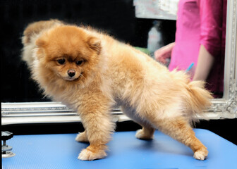 POMERANIAN TO THE GROOMING IS ON THE TABLE IN FRONT OF THE COMPLEX GROOMING AT THE SALON FOR ANIMALS