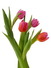 pretty multicolor tulips close up