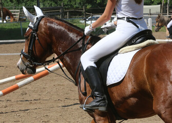  Show jumper horse under saddle in action