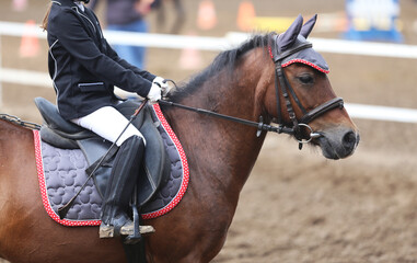  Show jumper horse under saddle in action