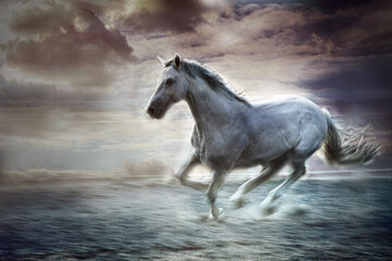 Fototapeta na wymiar beautiful white horse in free run sky in background