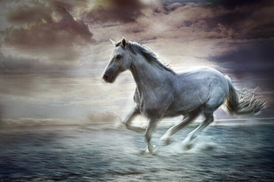 beautiful white horse in free run sky in background