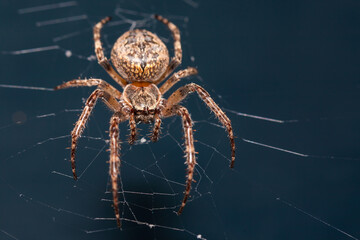 Close up of a brown spider