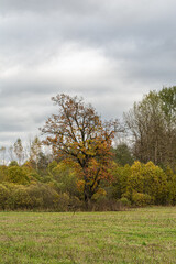 Obraz premium Young oak tree with yellow leaves on the meadow with green grass on the forest background. Cloudy autumn day