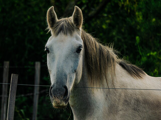 Obraz premium Horse´s head