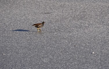 Vogel auf dem zugefrorenen See