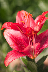 Fototapeta premium red lily flower