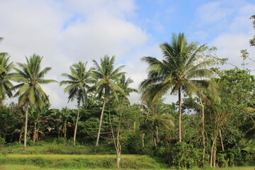 Fototapeta na wymiar Palm Trees On Field Against Sky