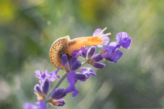 Purpurschnecke Bilder Durchsuchen 5,630 Archivfotos,