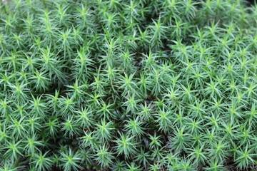 Peat moss (Sphagnum palustre)