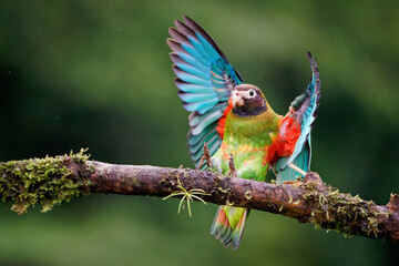 Brown-hooded Parrot - Pyrilia haematotis small flying bird in the heavy tropical rain which is a resident breeding species from southeastern Mexico to north-western Colombia. Green background