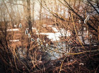 A willow branch is blossoming In the bush by a spring stream