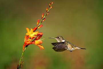 Volcano Hummingbird - Selasphorus flammula very small hummingbird which breeds only in the mountains of Costa Rica and Chiriqui, Panama. Flying and feeding on nectar on the nice blossom