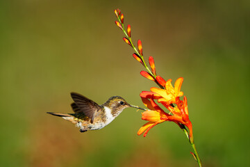 Fototapeta premium Volcano Hummingbird - Selasphorus flammula very small hummingbird which breeds only in the mountains of Costa Rica and Chiriqui, Panama. Flying and feeding on nectar on the nice blossom